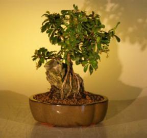 Flowering Fukien Tea Bonsai Tree  Root Over Rock Style<br><i>(ehretia microphylla)</i>