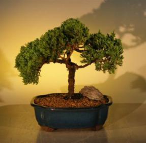 Juniper Bonsai Tree<br><i>(juniper procumbens nana)</i>