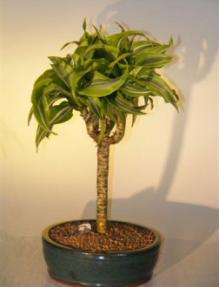 Dracaena Bonsai Tree - Variegated Candelabra Style<br><i>(santa rosa )      