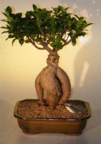 Ginseng Ficus Bonsai Tree<br><i>(ficus retusa)</i>