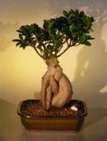 Ginseng Ficus Bonsai Tree<br><i>(ficus retusa)</i>