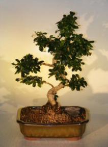 Flowering Fukien Tea  Bonsai Tree <br><i>(ehretia microphylla)</i>