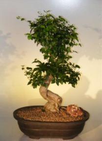 Flowering Fukien Tea  Bonsai Tree <br><i>(ehretia microphylla)</i>