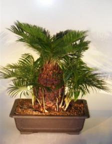 Sago Palm Bonsai Tree (With Many Babies)<br><i>(cycas revoluta)</i>