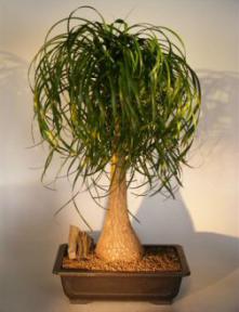 Pony Tail Palm Bonsai Tree<br><i>(beaucamea recurvata)</i>