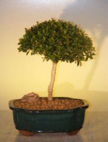 Brush Cherry Bonsai Tree<br><i>(Eugenia Myrtifolia)</i>