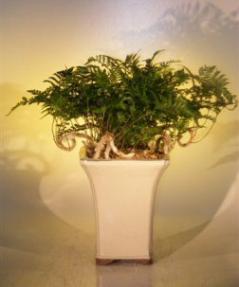 White Rabbit's Foot Fern Bonsai Tree<br><i>(humata tyermanii)</i>