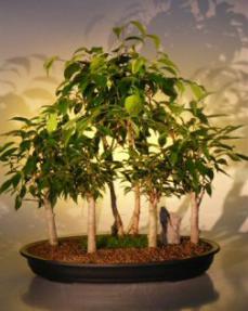 Ficus Bonsai Tree - 5 Tree Forest Group<br><i>(ficus orientalis)</i><br>