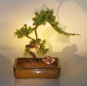 Juniper Bonsai Tree<br><i>(juniper procumbens nana)</i>