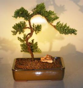 Juniper Bonsai Tree<br><i>(juniper procumbens nana)</i>