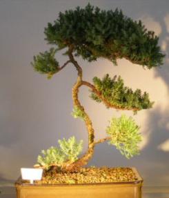 Juniper Bonsai Tree<br><i>(juniper procumbens nana)</i>