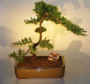 Juniper Bonsai Tree<br><i>(juniper procumbens nana)</i>