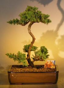 Juniper Bonsai Tree<br><i>(juniper procumbens nana)</i>