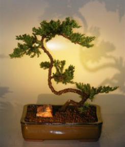 Juniper Bonsai Tree<br><i>(juniper procumbens nana)</i>