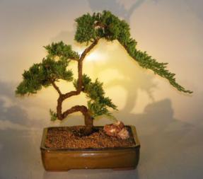 Juniper Bonsai Tree<br><i>(juniper procumbens nana)</i>