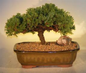 Juniper Bonsai Tree<br><i>(juniper procumbens nana)</i>