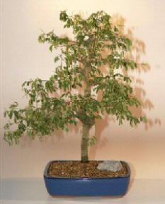 Brazilian RainBonsai Tree - 18