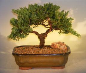 Juniper Bonsai Tree<br><i>(juniper procumbens nana)</i>