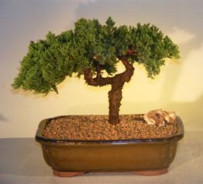 Juniper Bonsai Tree<br><i>(juniper procumbens nana)</i>