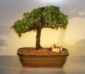 Juniper Bonsai Tree<br><i>(juniper procumbens nana)</i>