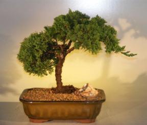 Juniper Bonsai Tree<br><i>(juniper procumbens nana)</i>