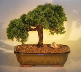 Juniper Bonsai Tree<br><i>(juniper procumbens nana)</i>