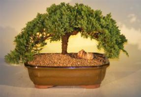 Juniper Bonsai Tree<br><i>(juniper procumbens nana)</i>