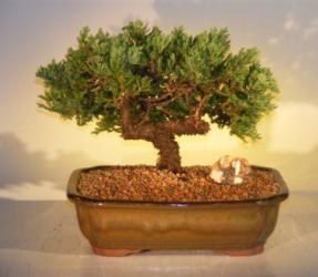 Juniper Bonsai Tree<br><i>(juniper procumbens nana)</i>