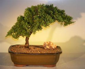 Juniper Bonsai Tree<br><i>(juniper procumbens nana)</i>