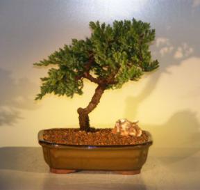 Juniper Bonsai Tree<br><i>(juniper procumbens nana)</i>