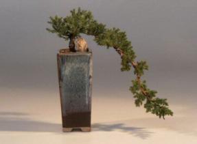 Juniper Bonsai Tree<br><i>(juniper procumbens nana)</i>