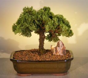 Juniper Bonsai Tree<br><i>(juniper procumbens nana)</i>