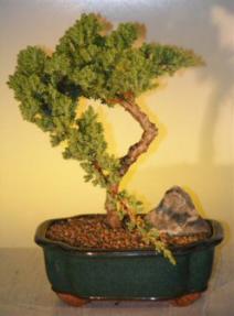 Juniper Bonsai Tree<br><i>(juniper procumbens nana)</i>