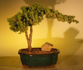 Juniper Bonsai Tree<br><i>(juniper procumbens nana)</i>