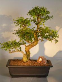 Flowering Ligustrum Bonsai Tree<br><i>(ligustrum lucidum)</i>