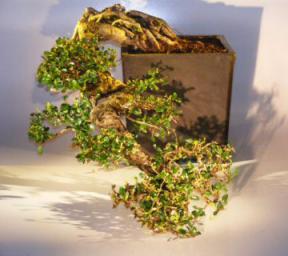 Fukien Tea Bonsai Tree -Cascade Style<br><i>(ehretia microphylla)</i>