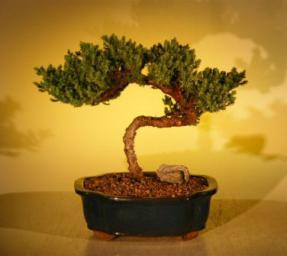 Juniper Bonsai Tree<br>(juniper procumbens 'nana'