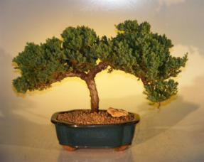 Juniper Bonsai Tree<br>(juniper procumbens 'nana'