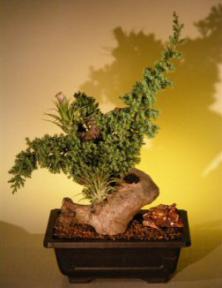 Juniper Bonsai Tree - Phoenix Graft<br><i>(juniper procumbens nana)</i>