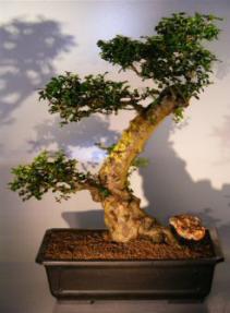 Flowering Fukien Tea Bonsai Tree <br><i>(ehretia microphylla)</i>