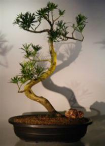 Podocarpus Bonsai Tree<br><i>(podocarpus macrophyllus)</i>