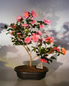 Flowering Camellia Bonsai Tree<br><i>(camellia sasanqua 'yuletide')