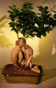 Ginseng Ficus Bonsai Tree <br><i>(Ficus Retusa)</i>