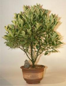 Citrus Bonsai Tree<br><i>(calamoindin orange)</i>