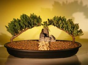 Juniper Bonsai Tree - Double Planting Landscape<br><i>(juniper procumbens nana)</i>