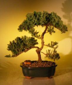 Juniper Bonsai Tree<br><i>(juniper procumbens nana)</i>