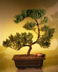 Juniper Bonsai Tree<br><i>(juniper procumbens nana)</i>