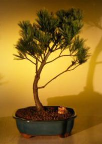 White Pine Bonsai Tree<br><i>(pinus strobus 'macopin')</i>