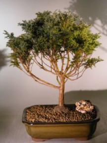 Blue Moss Cypress Bonsai Tree<br><i>(chamecyparis 'glauca minima')</i>