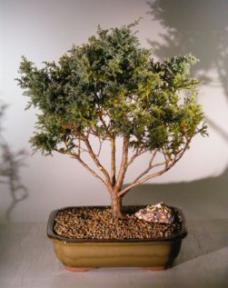 Blue Moss Cypress Bonsai Tree<br><i>(chamecyparis 'glauca minima')</i>